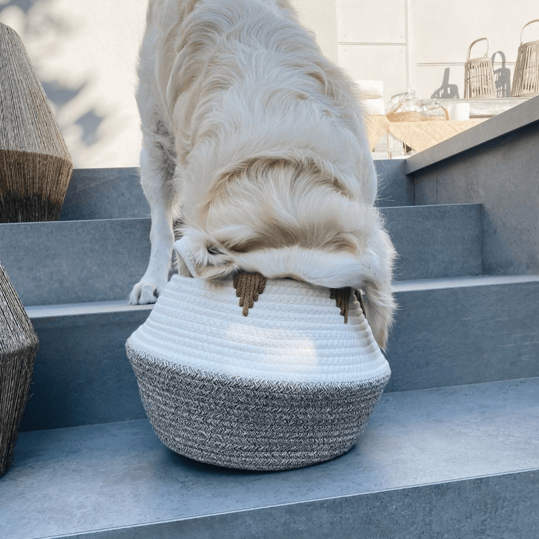 productos pampermut destacados para perros